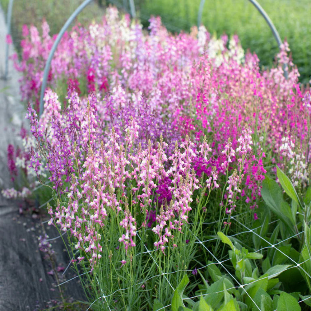 Linaria Polar Lights Imported – Heirloom, Non-GMO, High Germination Organic Garden Seeds