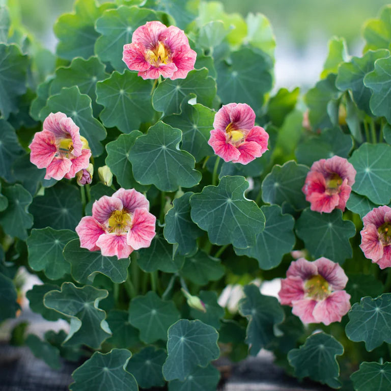 Nasturtium Ladybird Rose Seeds