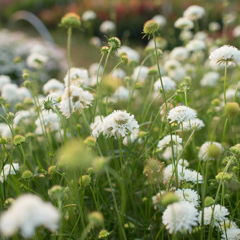 Sweet Scabious Snowmaiden