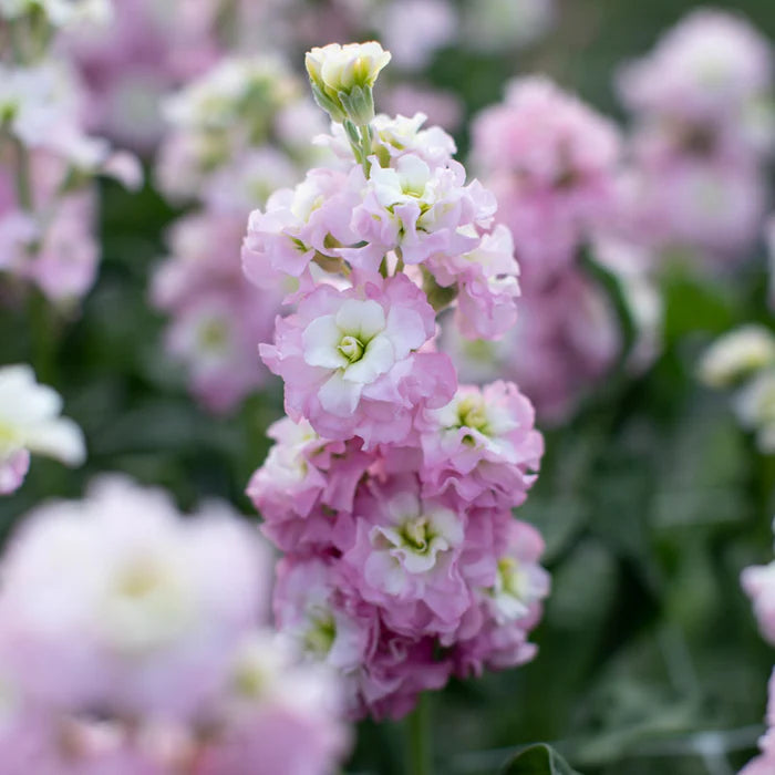 Light Pink Matthiola Flower Seeds – Heirloom Non-GMO Fragrant Garden ...