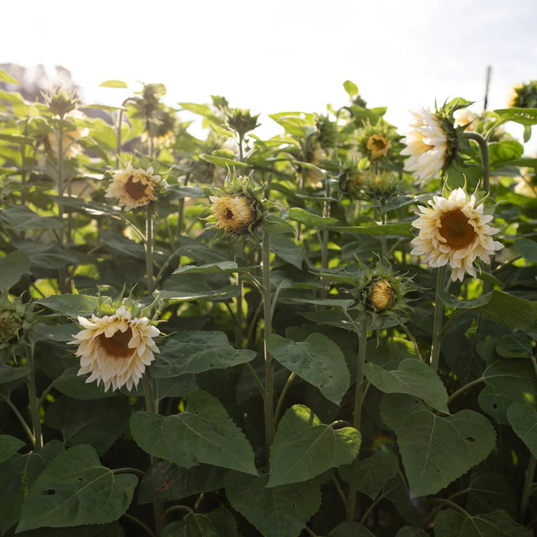 Sunflower Seeds - ProCut White Lite