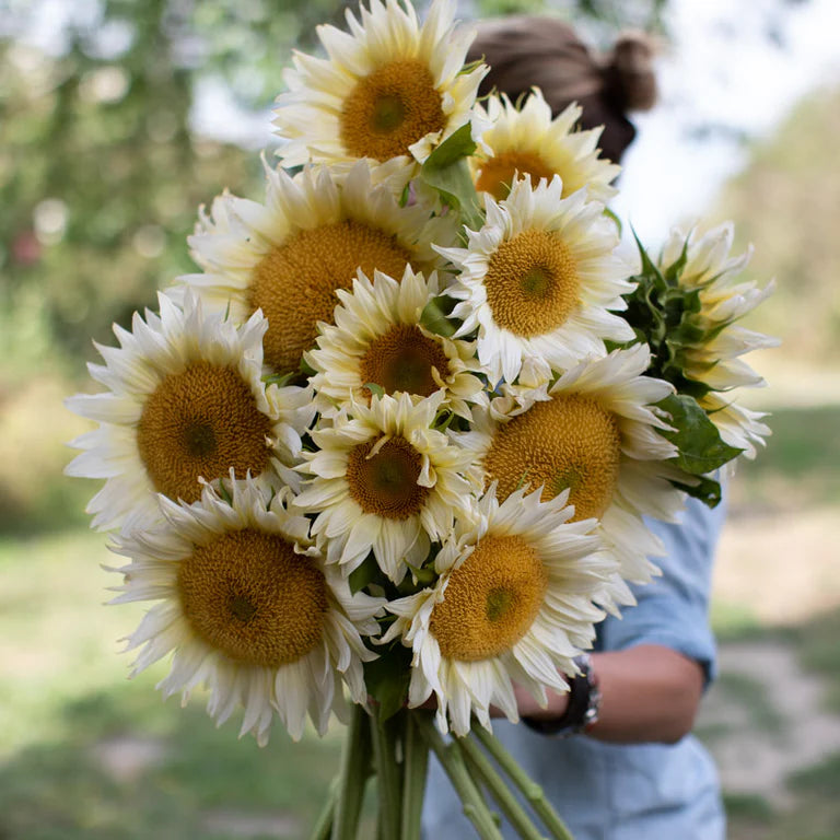 Sunflower Seeds - ProCut White Lite