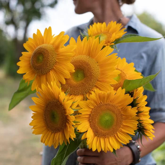 Sunrich Gold Sunflower Seeds for Planting – Bright, Pollen-Free Blooms for Cutting Gardens