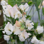 Sweet Pea 'Piggy Sue' Flower Seeds for Planting – Heirloom & Non-GMO Fragrant Blooms seeds for planting in home garden