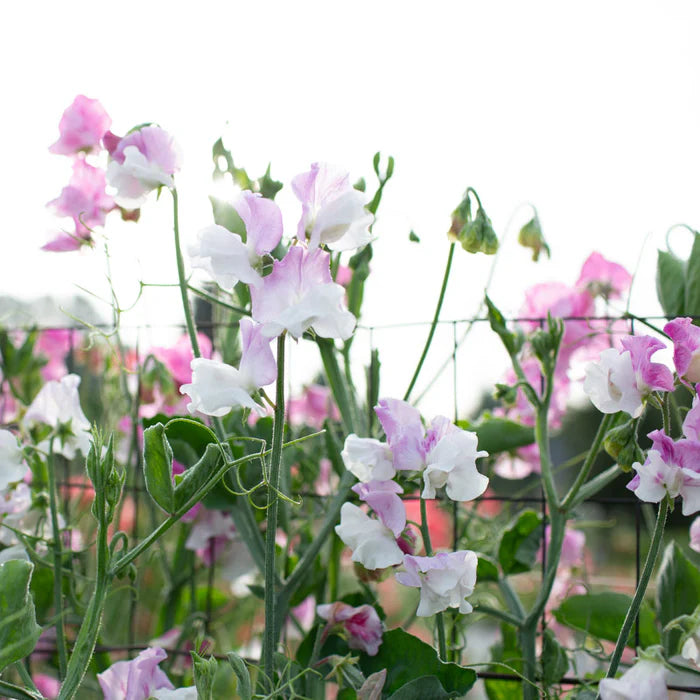 Sweet Pea Seeds - Promise