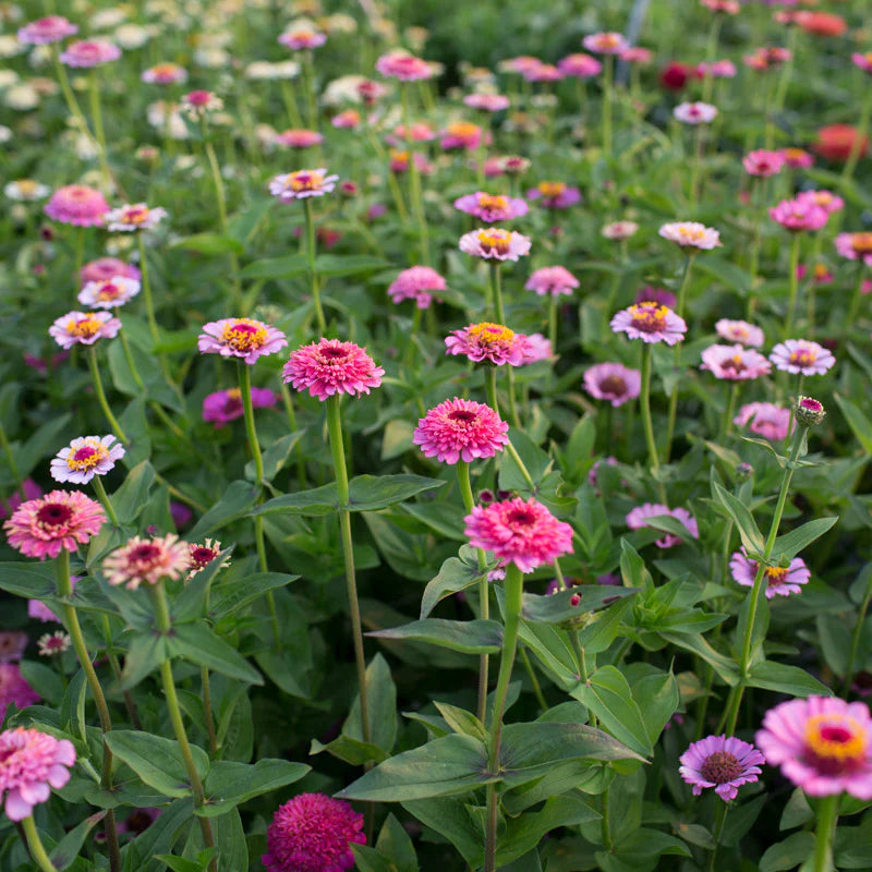 Zinnia Seeds - Cupcakes Pink Mix