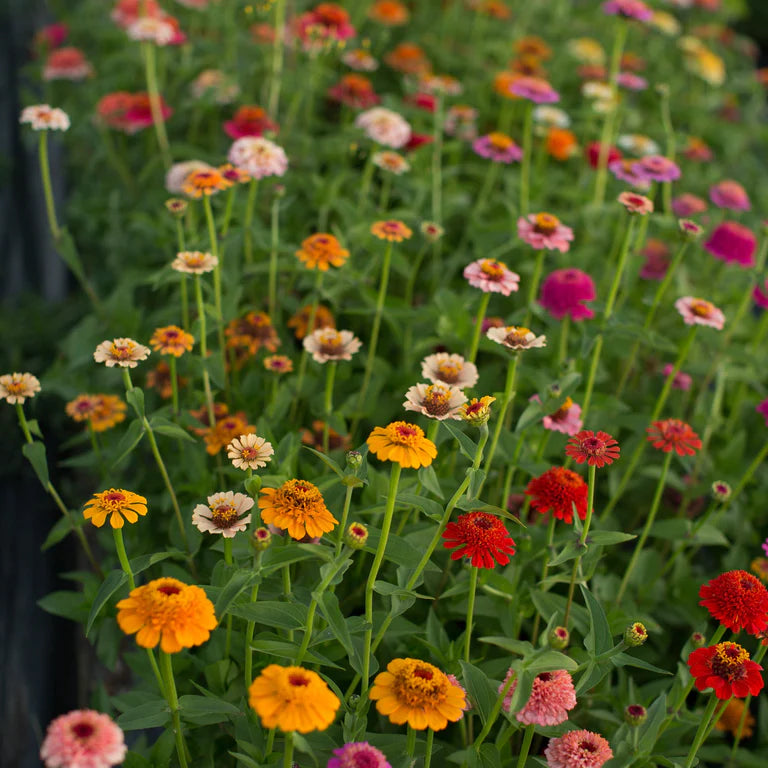 Zinnia Gumdrop Candy