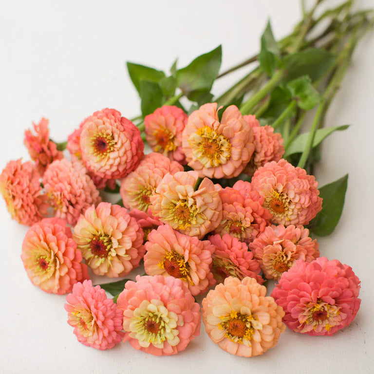 Zinnia Seeds - Oklahoma Salmon