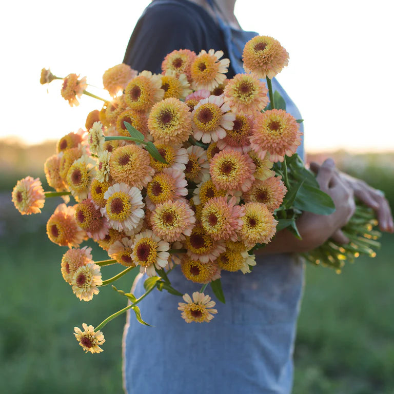 Zinnia Zinderella Peach