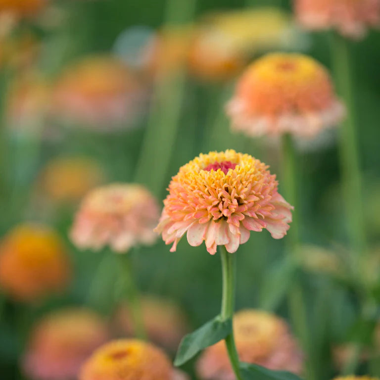 Zinnia Zinderella Peach