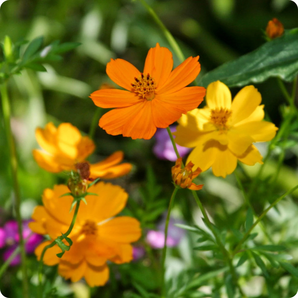 Sulphur Cosmos Seeds - Sulphur Carpet Mix