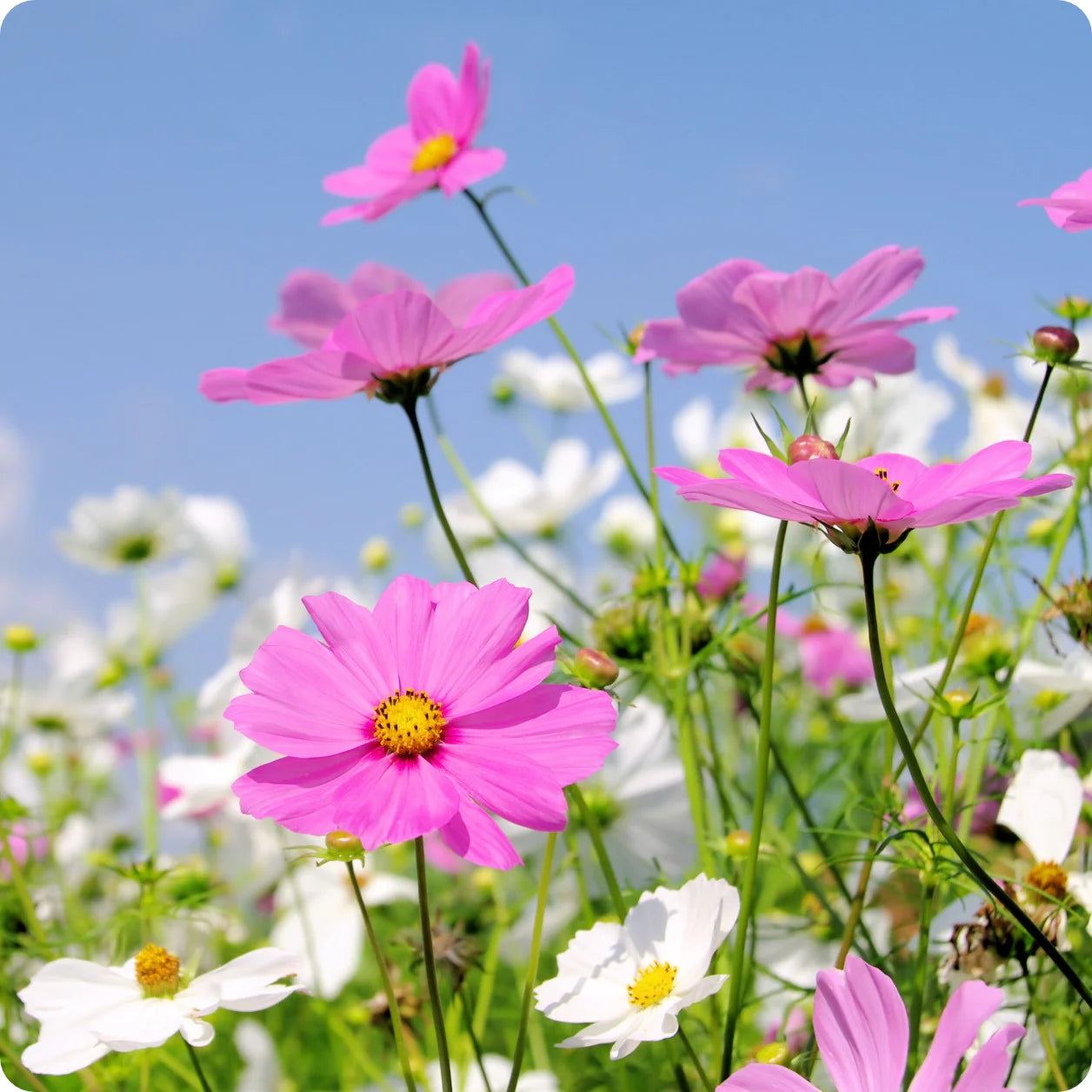 Cosmos Seeds (Dwarf Early) - Rose