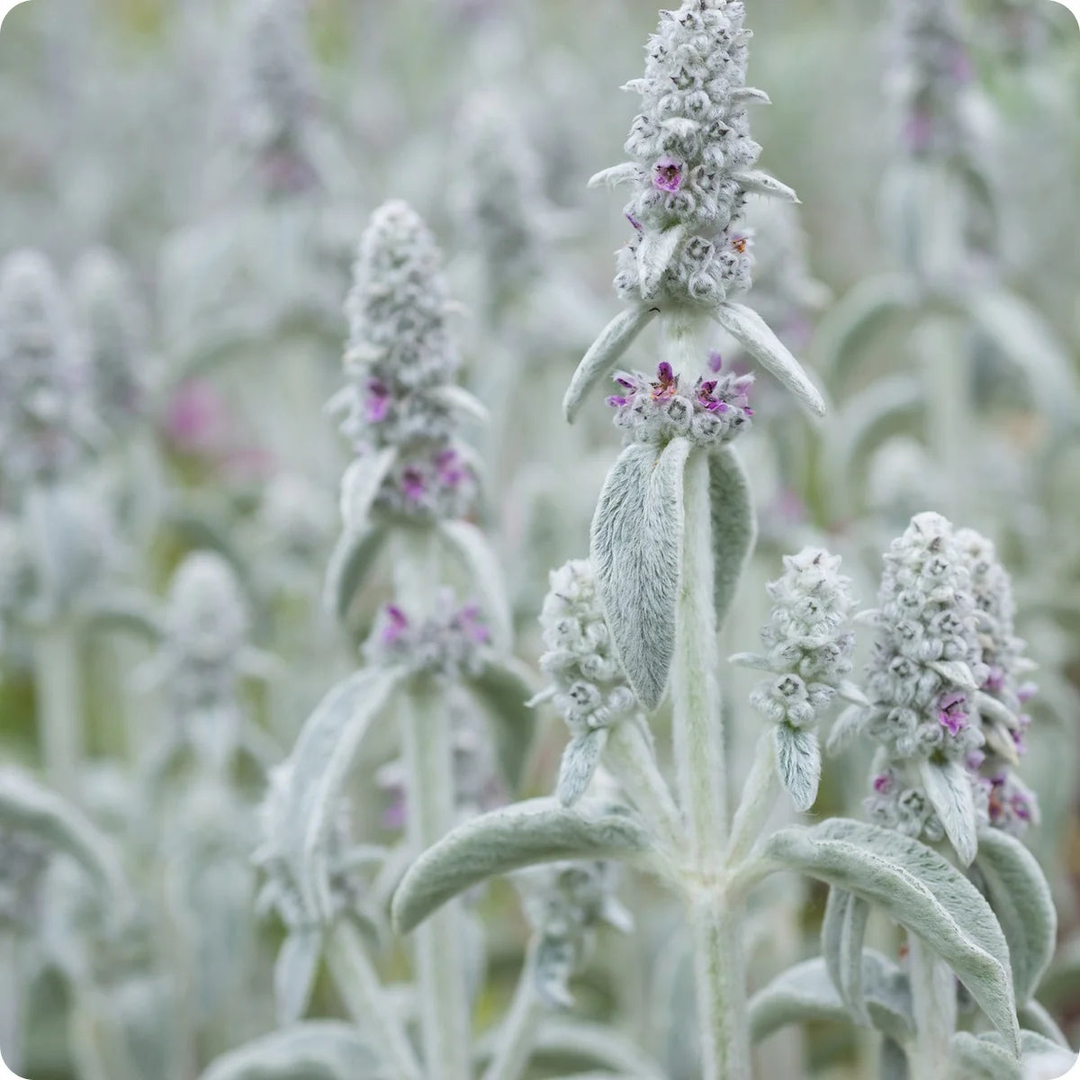 Gray Lambs Ear Plant Seeds for Planting