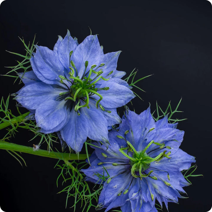 Blue Nigella Jekyll Flower Seeds for Planting - 100