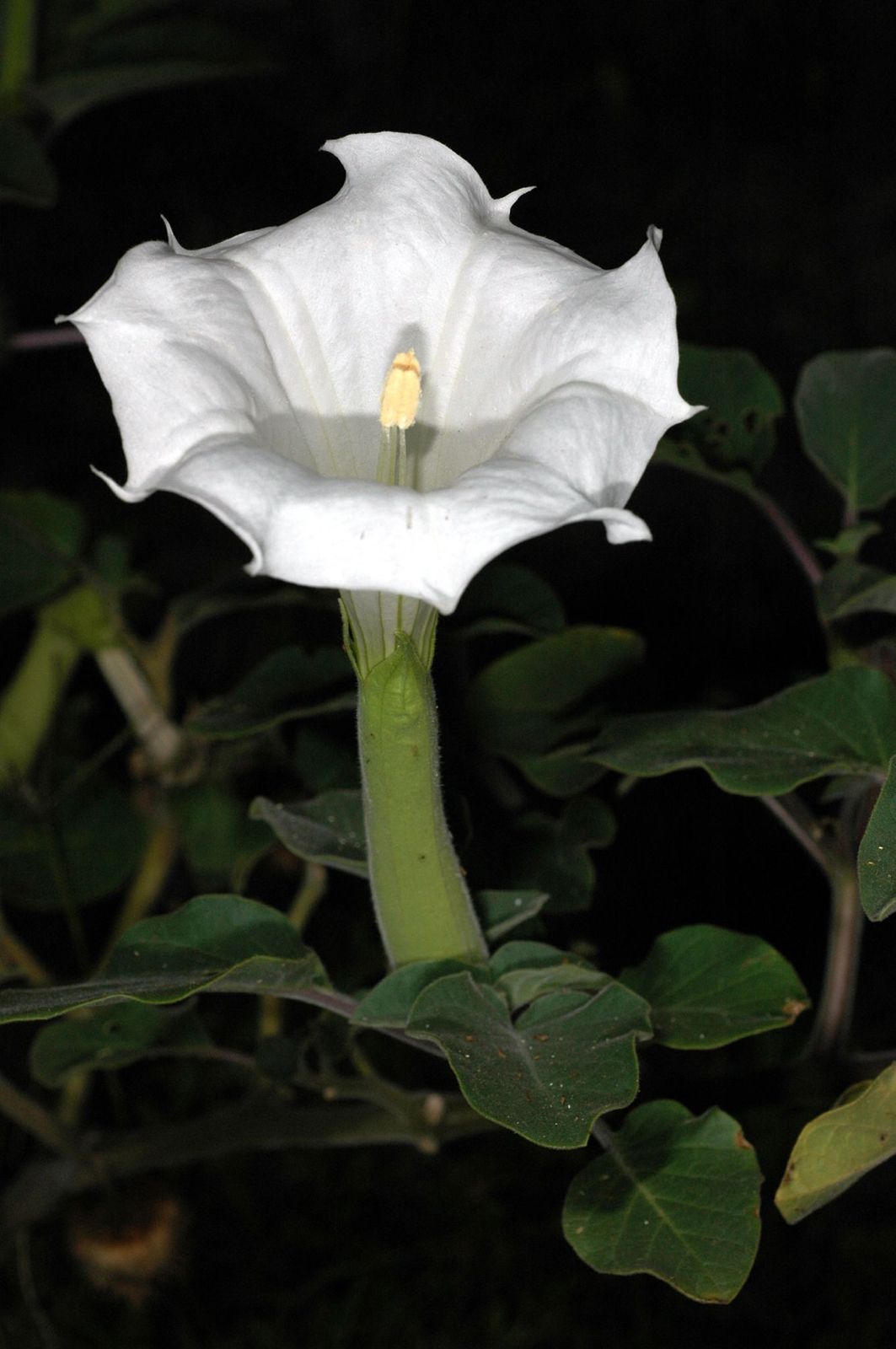 Datura Plant