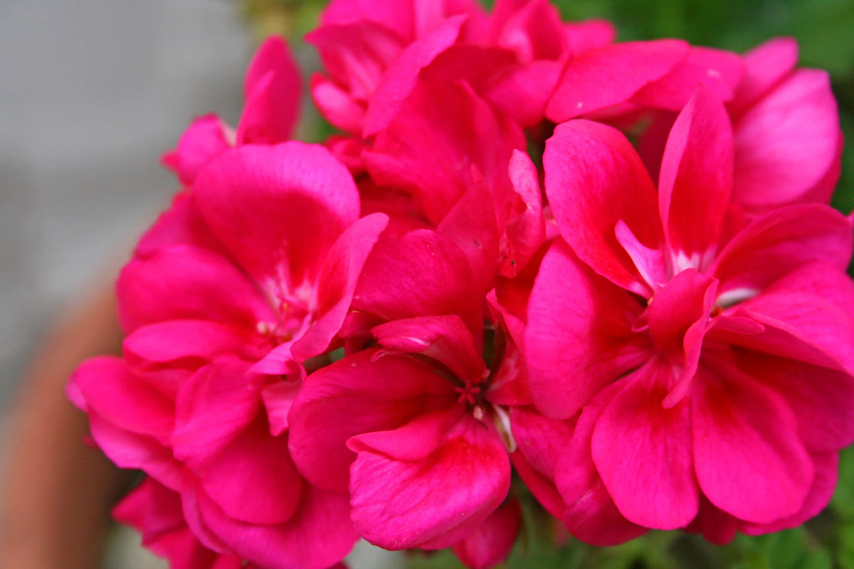 Geranium Pelargonium hortorum Pinto Premium Deep Rose Spring flower seeds for planting in pots or borders