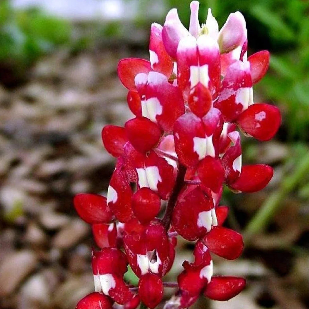 Red Texas Bluebonnets Seeds