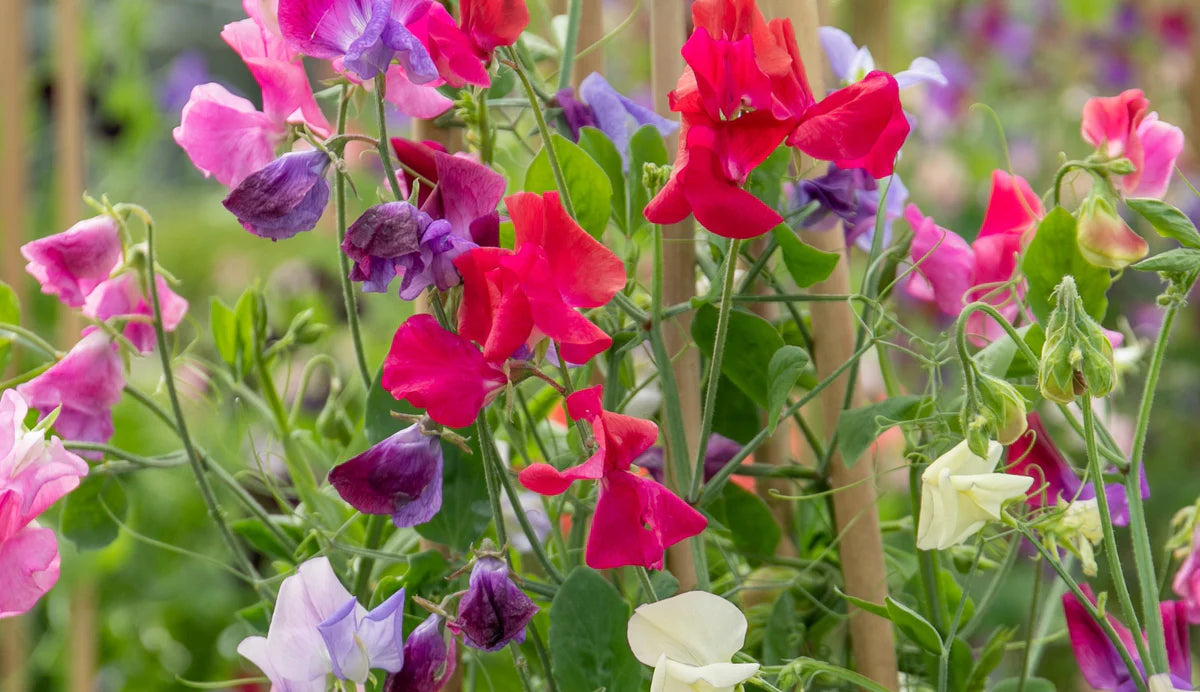 Sweet Pea Seeds - Royal Scarlet