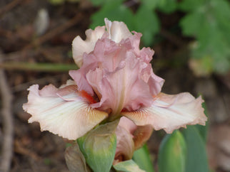 Flying Solo Intermediate Iris