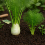 Foeniculum Vulgare_fronds_home garden_culinary herb