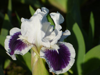 For Grape's Sake Dwarf Iris