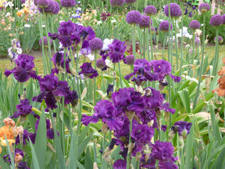 For Veronica Tall Bearded Iris