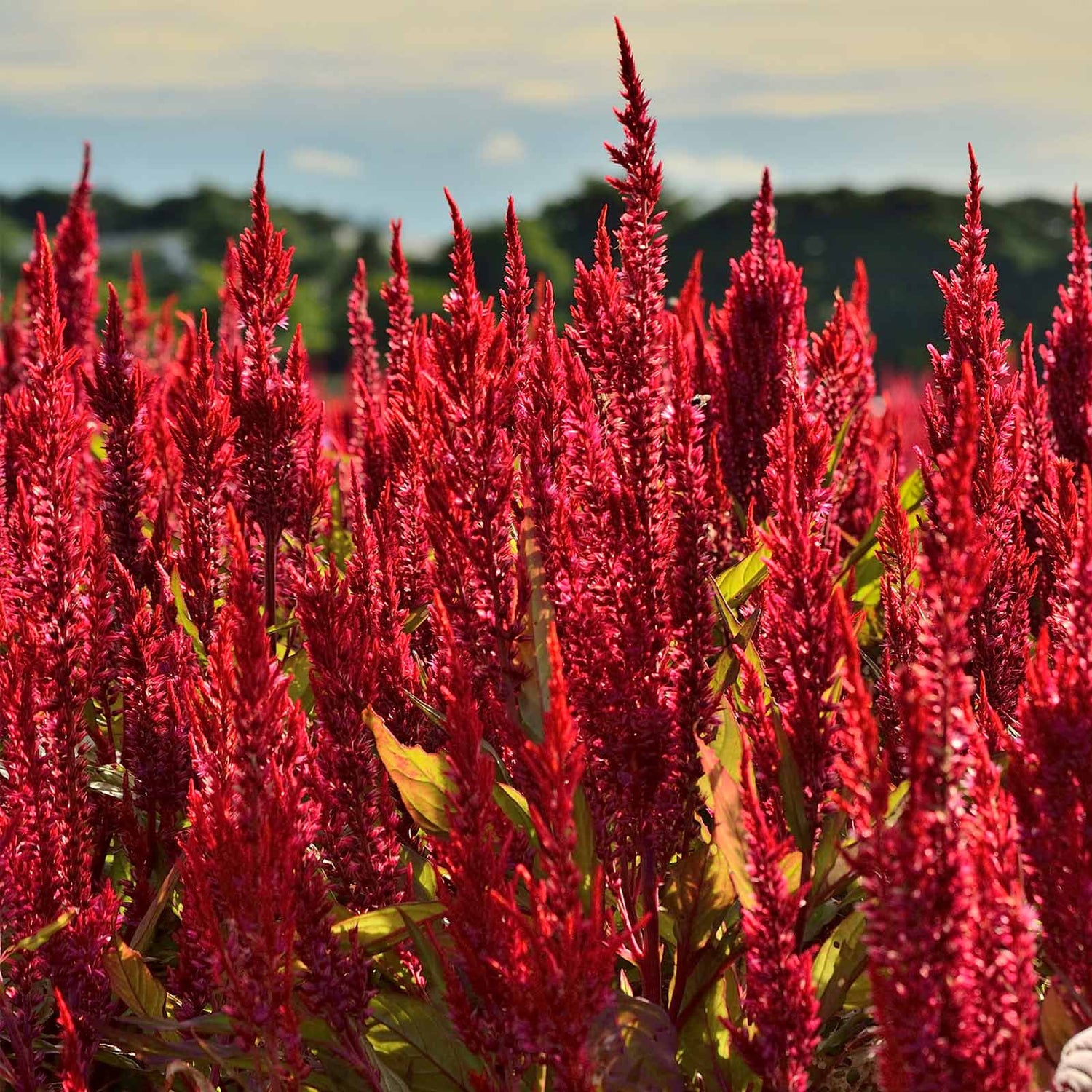 Celosia Seeds - Forest Fire