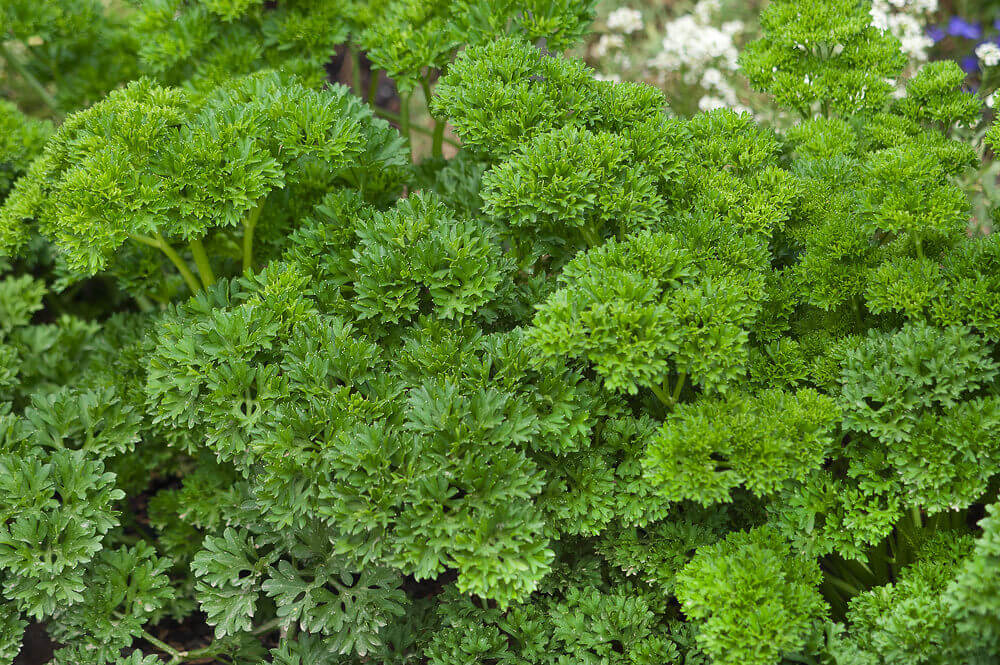 Katinka Parsley Seed