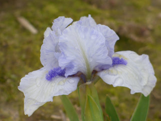 Forever Blue Dwarf Iris