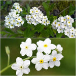 Myosotis Flower Seeds White for Planting, NON GMO Seeds Dhara Seeds