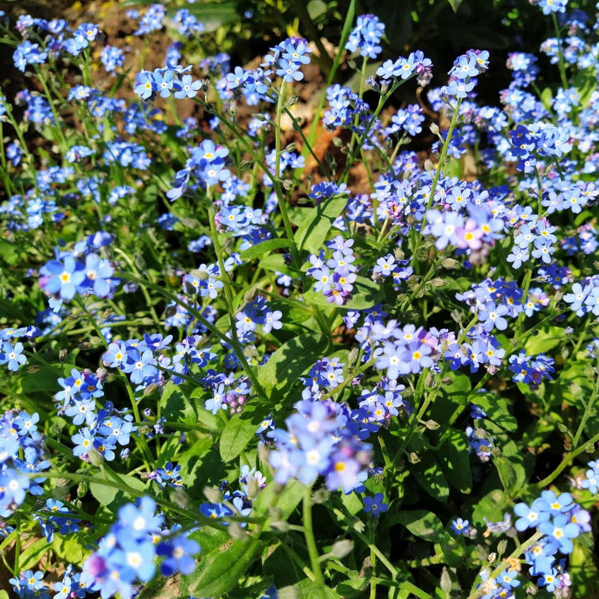 Forget-Me-Not 'Myosotis Alpestris' Mix Seeds for Garden and Container Planting