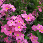 Premium Non-GMO Forget-Me-Not seeds packet (Victoria Rose) for planting.