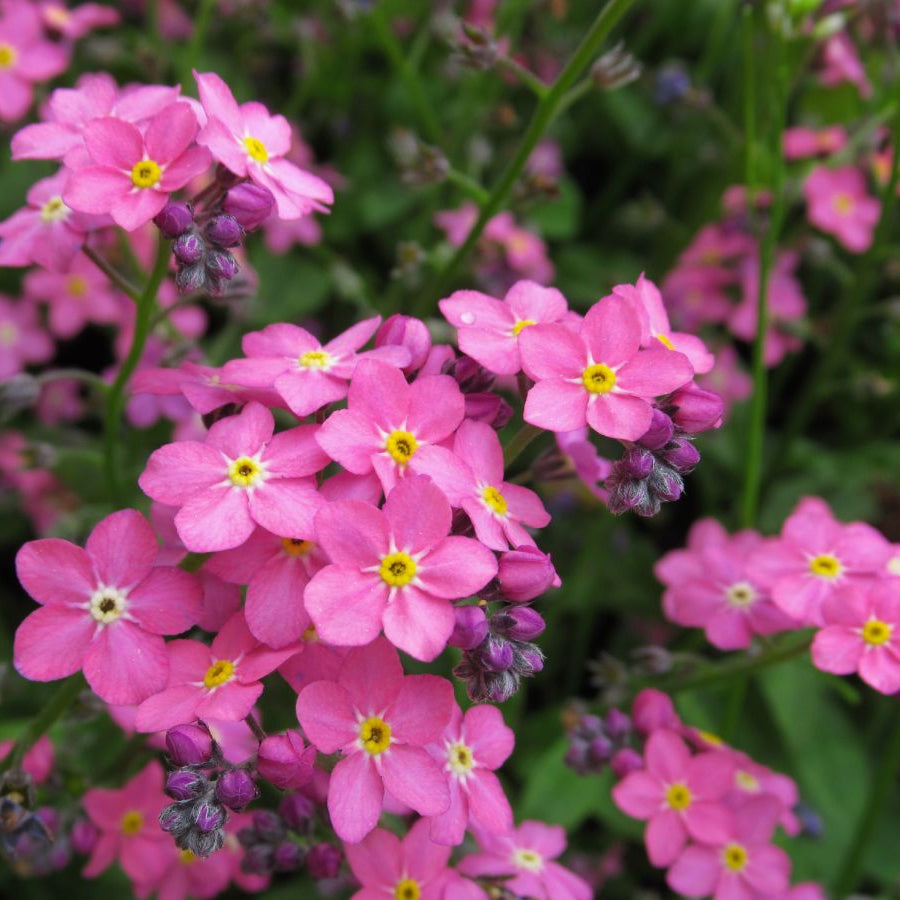 Premium Non-GMO Forget-Me-Not seeds packet (Victoria Rose) for planting.