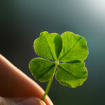 Close-up of a rare Four Leaf Clover plant, lucky symbol