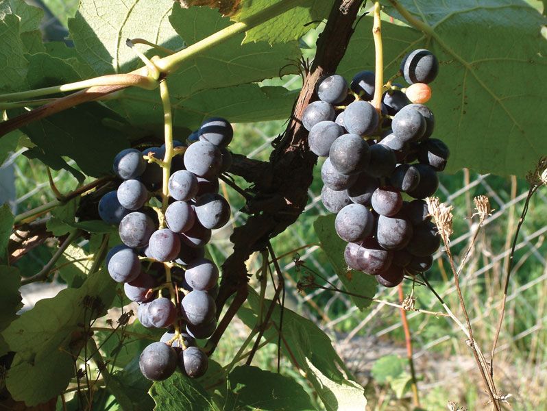 Fox Grape (Vitis labrusca)