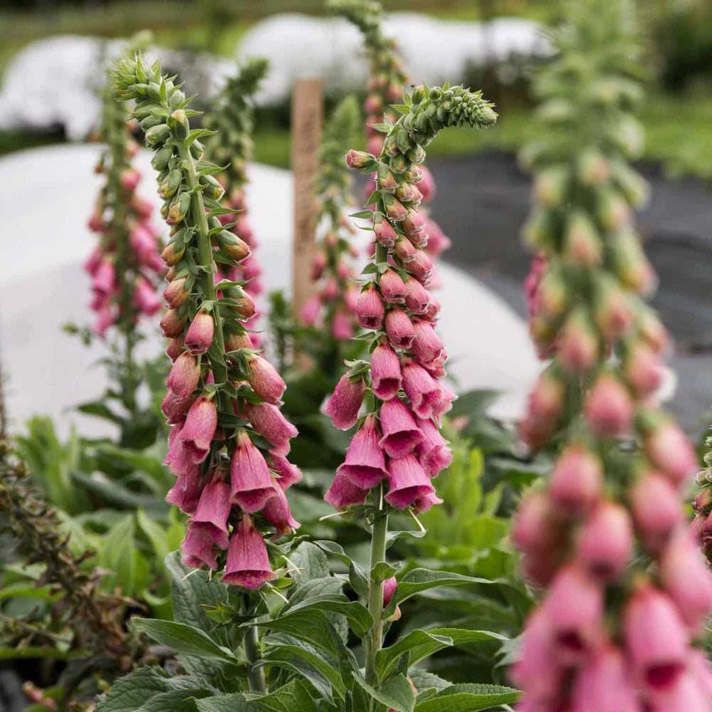 Digitalis - Strawberry Summer King