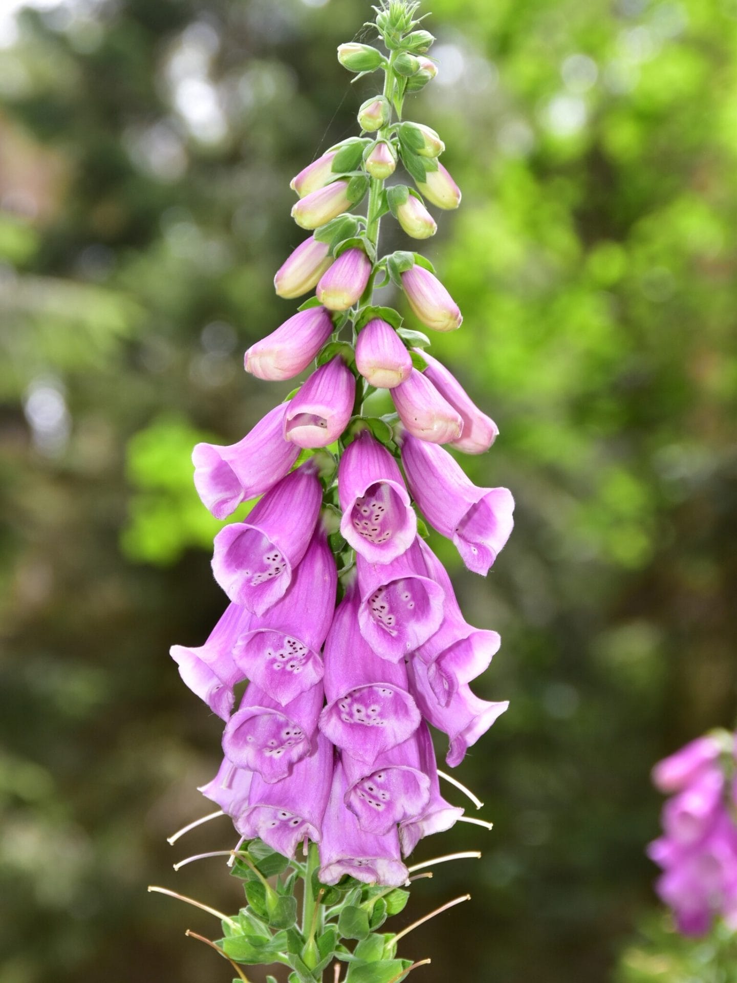 Mixed Foxglove Seeds