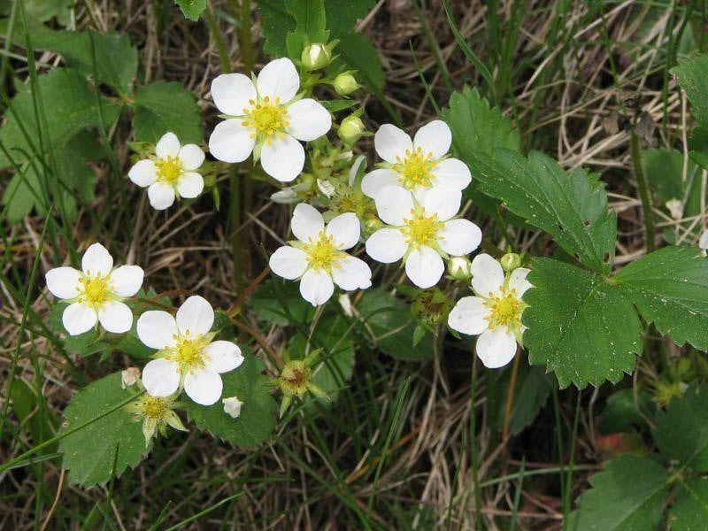 Ogallala Strawberry (Fragaria × ananassa) Plants