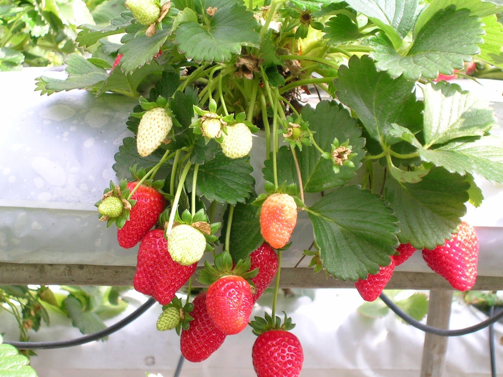 Ogallala Strawberry (Fragaria × ananassa) Plants