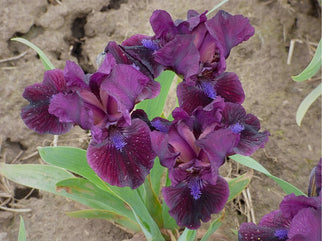 Frankenberry Dwarf Iris