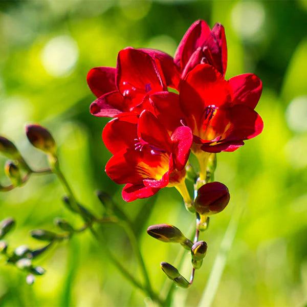 Red Freesia Seeds for Planting – Heirloom, Non-GMO Organic Flower Seeds seeds for planting in home garden