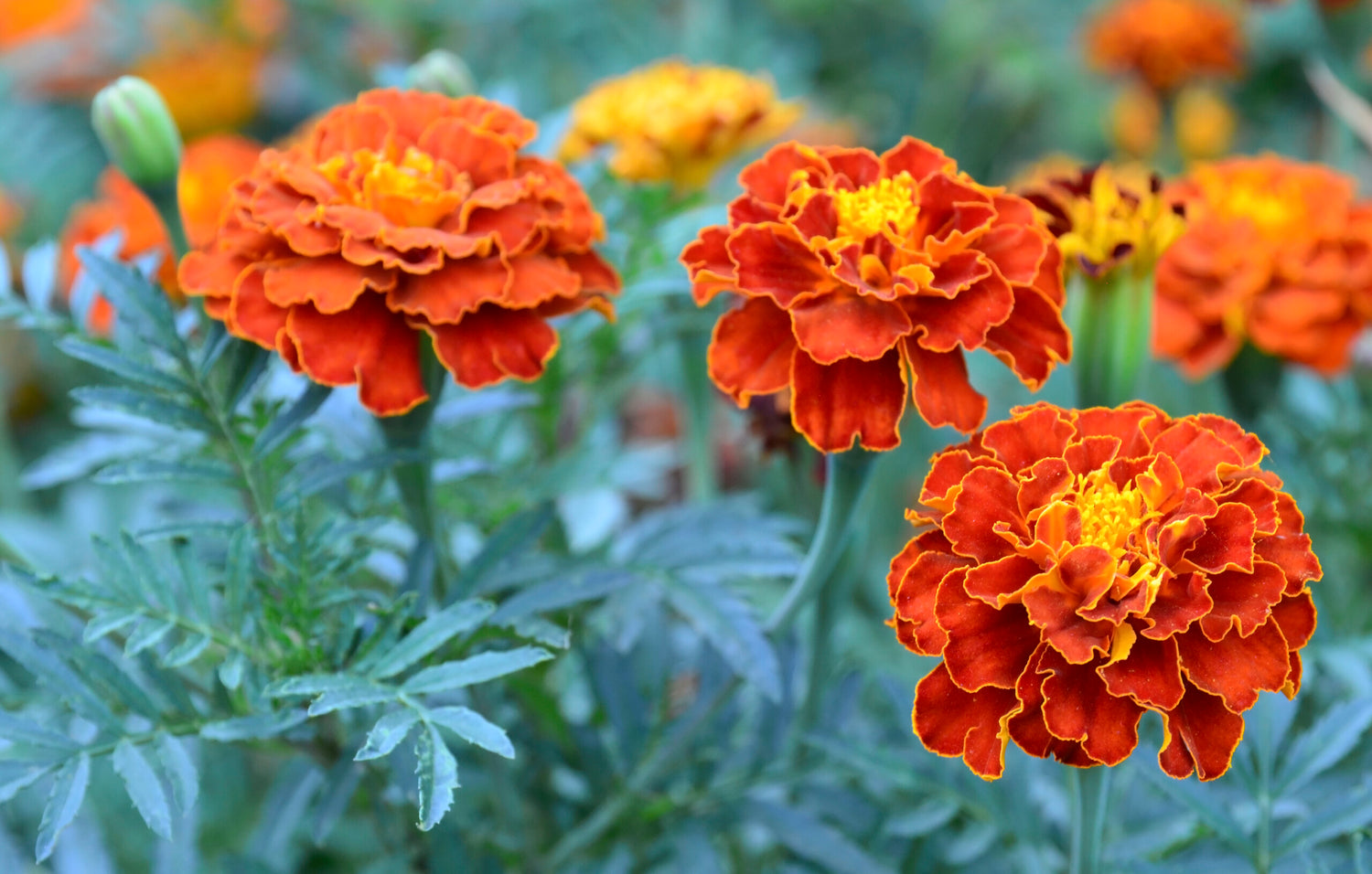 Marigold Flower Seeds