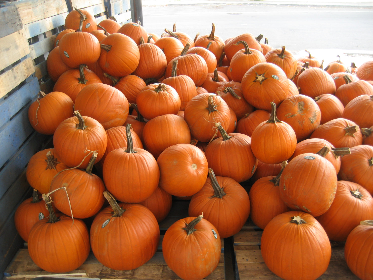 Small Sugar Pumpkin Seeds