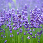 Premium Non-GMO French Provence Lavender seeds packet for scented garden.