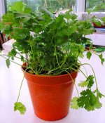 Fresh Cilantro seeds, essential Non-GMO cooking herb for Mexican and Asian cuisine