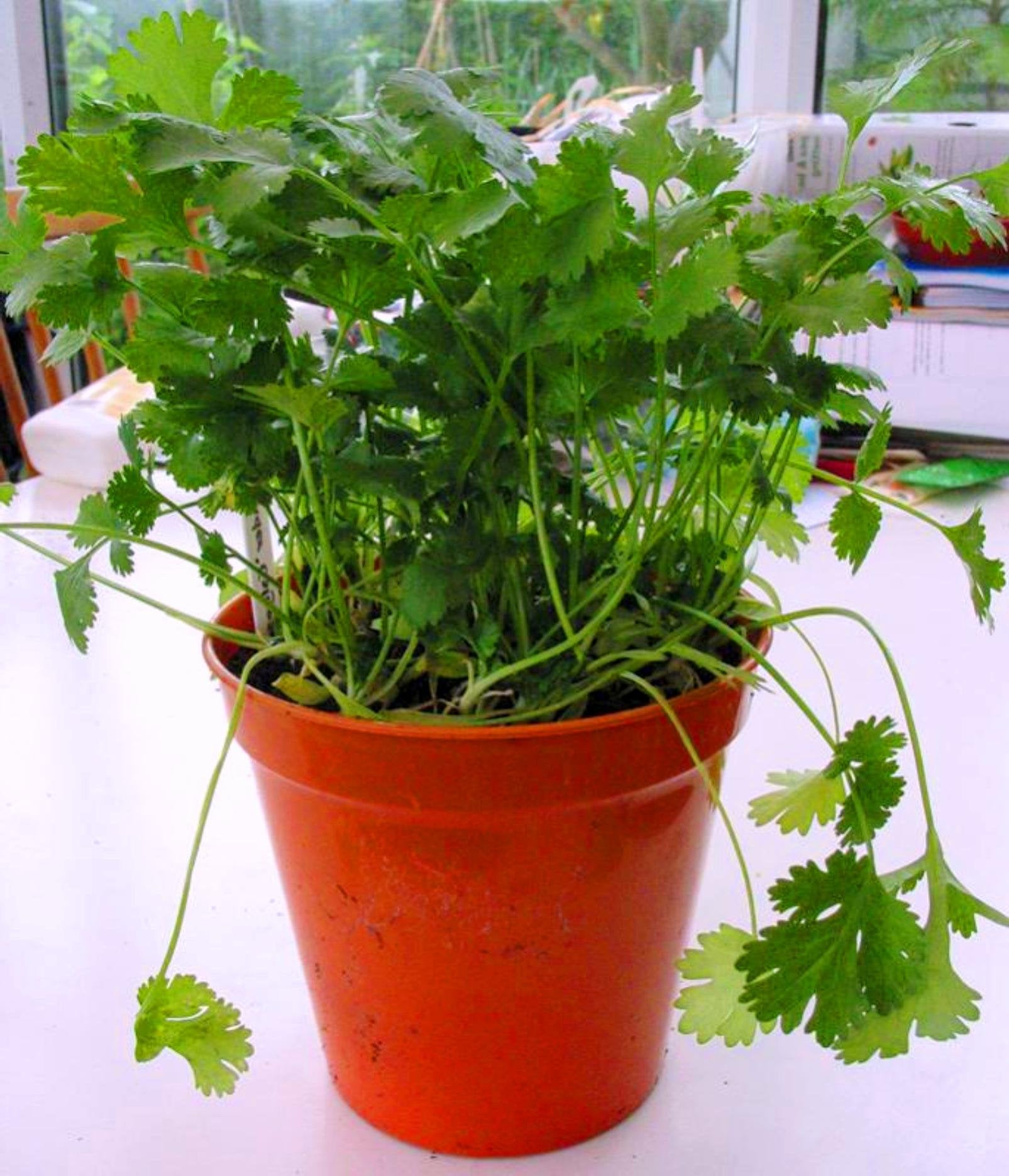 Fresh Cilantro seeds, essential Non-GMO cooking herb for Mexican and Asian cuisine