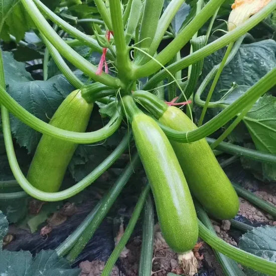 Fresh Smooth Skinned Squash For Delicious Home Cooking heirloom non-gmo organic garden seeds