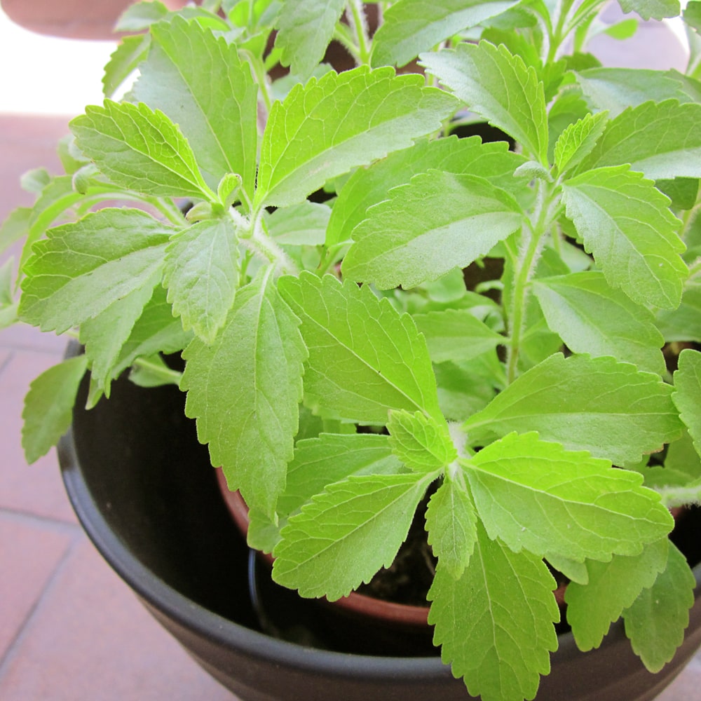 Fresh Stevia leaves, seeds for harvesting natural sweetness, before flowering