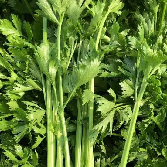 Fresh Strong Disease Resistance High Quality Celery heirloom non-gmo organic garden seeds