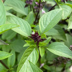 Fresh Thai Basil leaves, essential herb seeds for authentic Asian cuisine